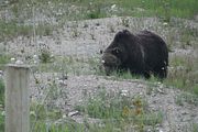 141 - Banff,Lake Louise,Morraine Lake  - IMG_0826